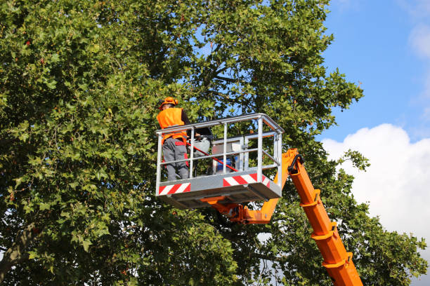 Best Lot and Land Clearing  in Prior Lake, MN